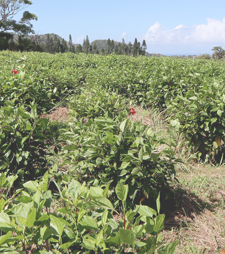 ハイビスカス畑